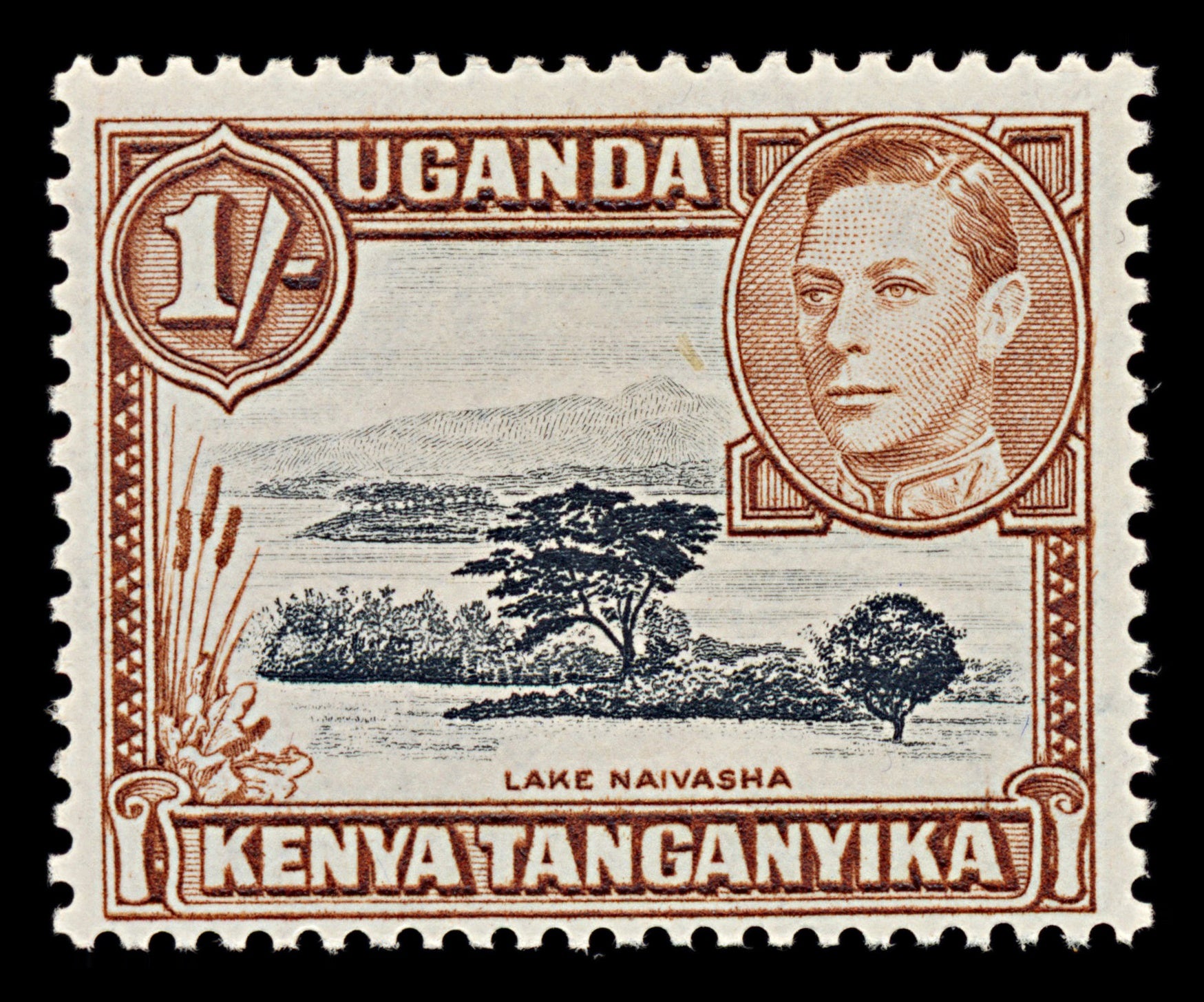 7528 KUT SG145b 1S Black & Yellowish Brown 1949. Sc#80a Mi66C. Mint MH. C£24