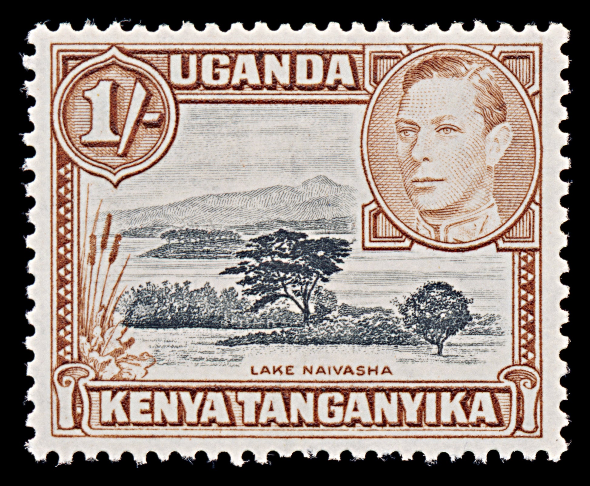 8068: KUT SG145b 1s Black & Yellowish brown 1949 Sc#80a Mi66C Mint MVLH C£24